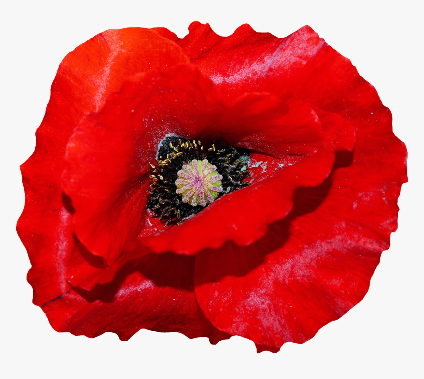 Remembrance Day Poster Template, HD Png Download