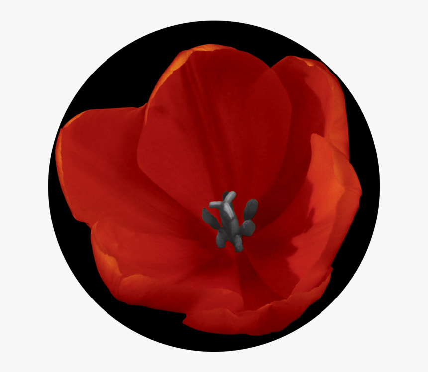 Corn Poppy , Png Download - Corn Poppy, Transparent Png