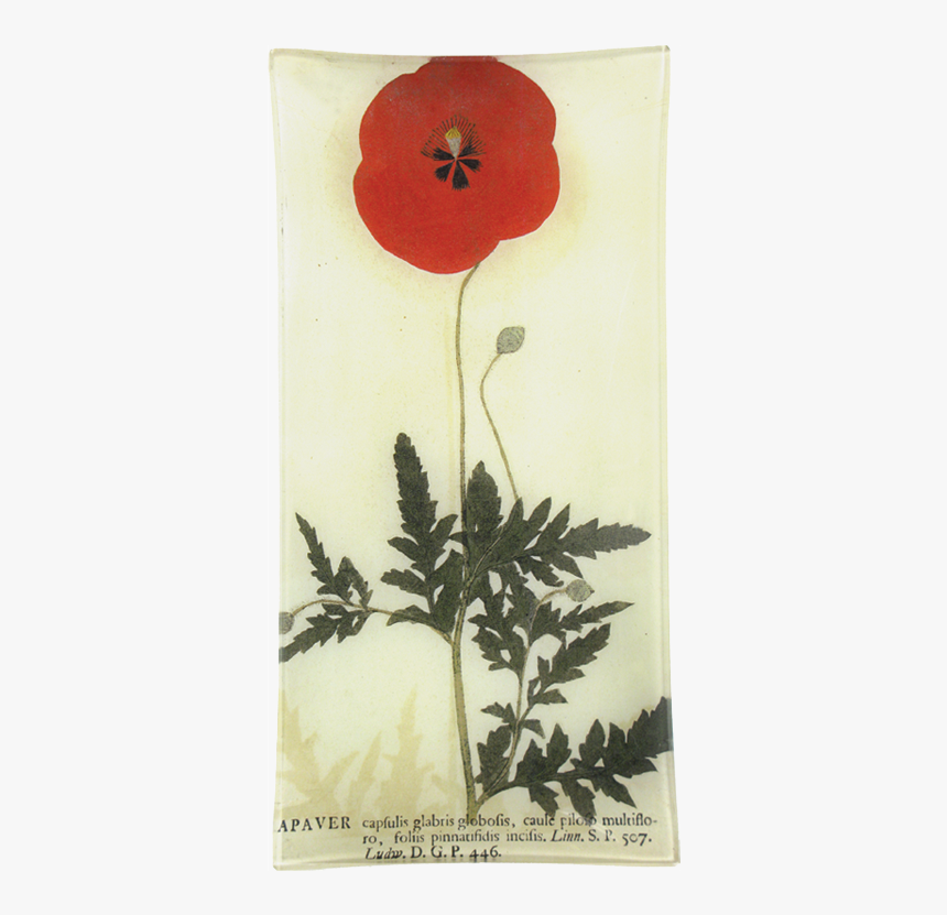 Corn Poppy, HD Png Download