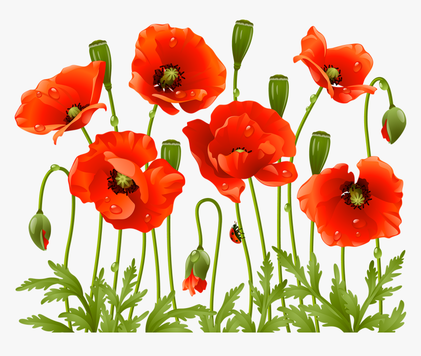 Poppy Flowers Png, Transparent Png