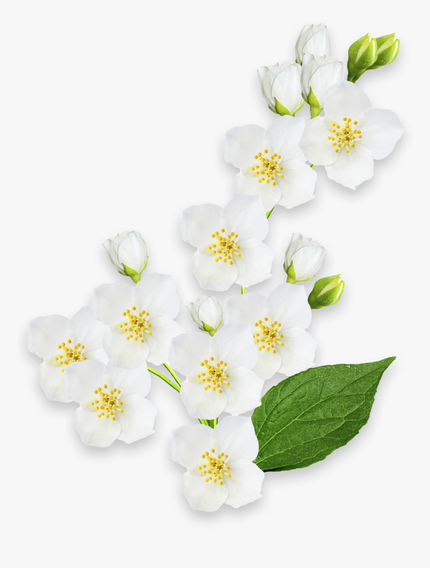 Mock Orange, HD Png Download