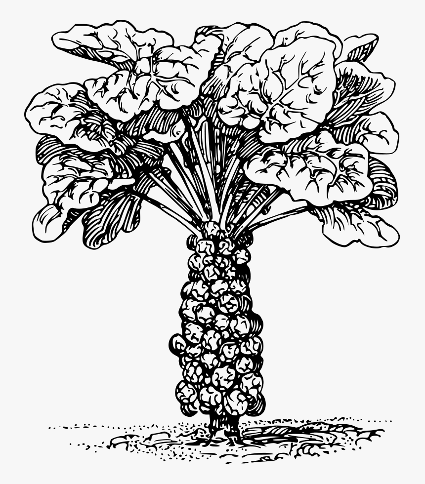 Brussel Sprouts Svg Clip Arts - Brussel Sprout Coloring Page, HD Png Download