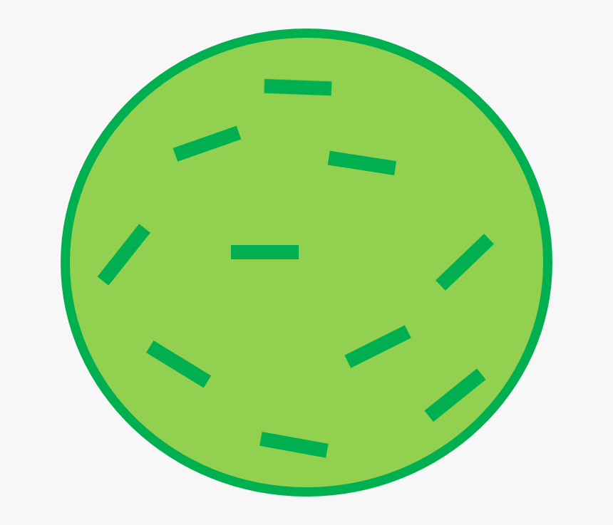 Brussel Sprout Body - National Alpini Association, HD Png Download