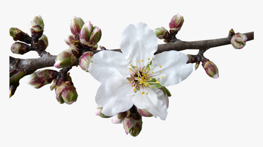 Almond Blossom Png, Transparent Png