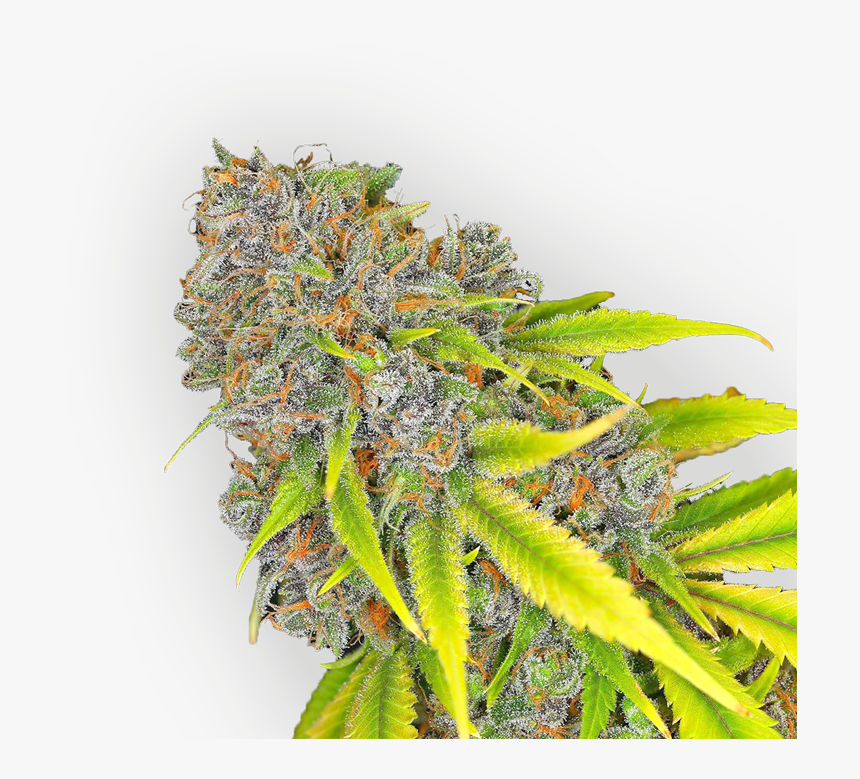Cannabis , Png Download - Cannabis Buds Png, Transparent Png