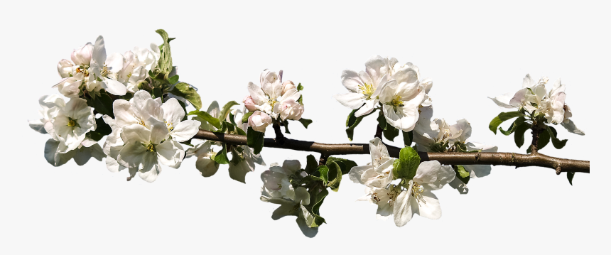 Spring Bloom Png, Transparent Png