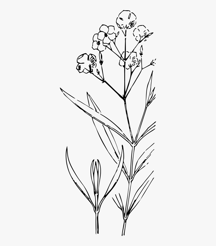 Oleander Svg Clip Arts - White Flower Png Drawing, Transparent Png