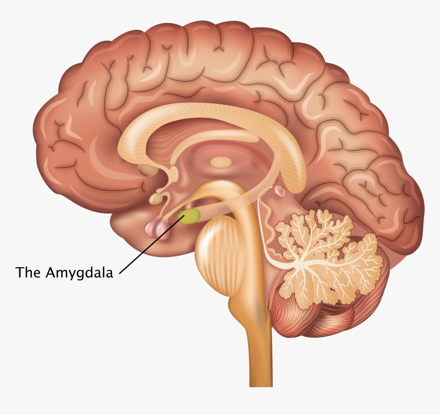Nervous System Brain, HD Png Download