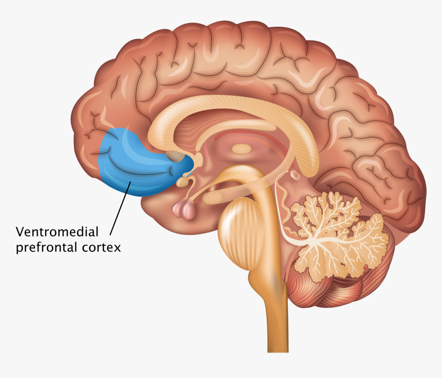 Nervous System Brain, HD Png Download