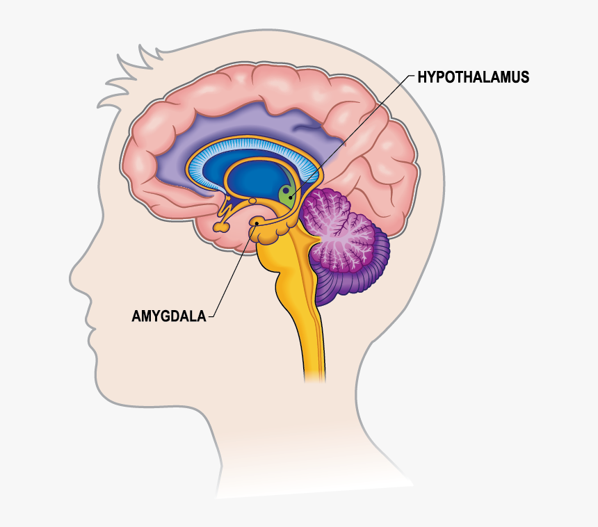 Limbic System In Brain, HD Png Download