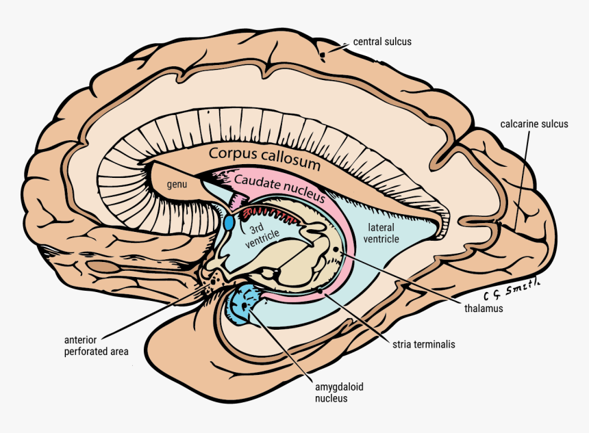 Limbic System Caudate Nucleus, HD Png Download