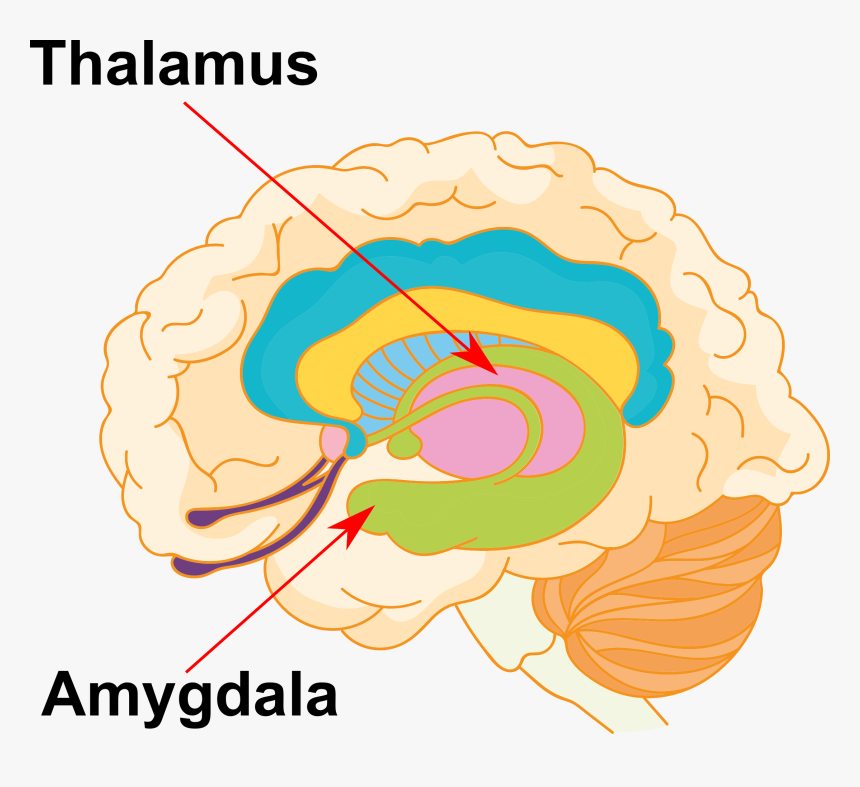Clip Art, HD Png Download