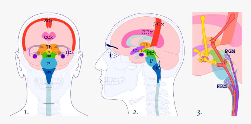 Illustration, HD Png Download