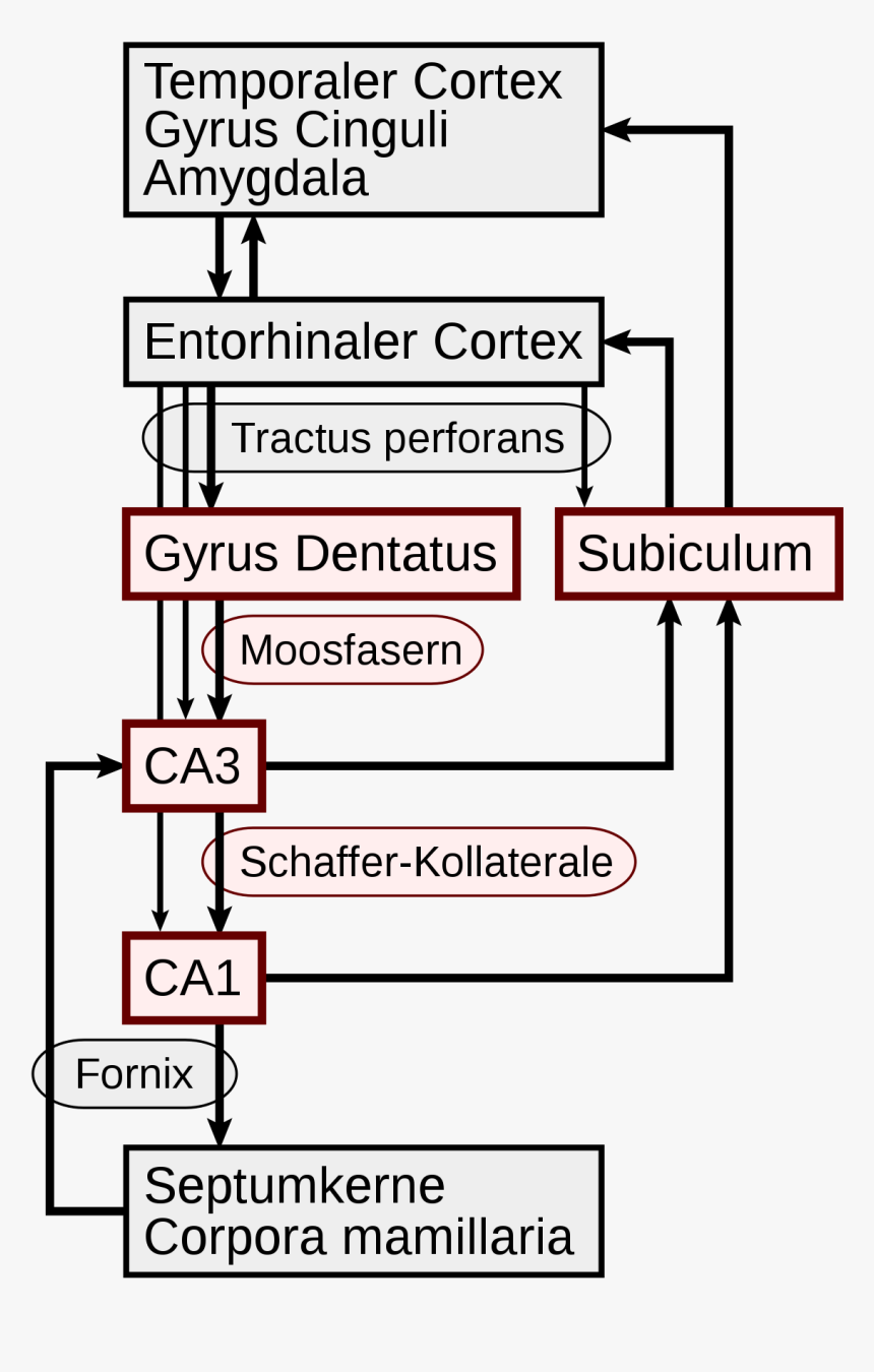 Diagram, HD Png Download