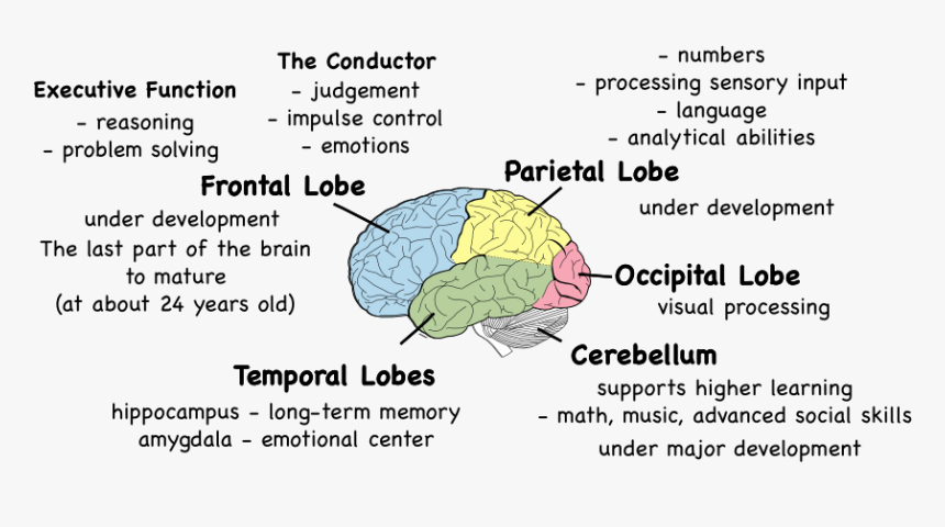 Language and the brain. Lobes of the brain. restoration of the inner lobe of the foreskin.