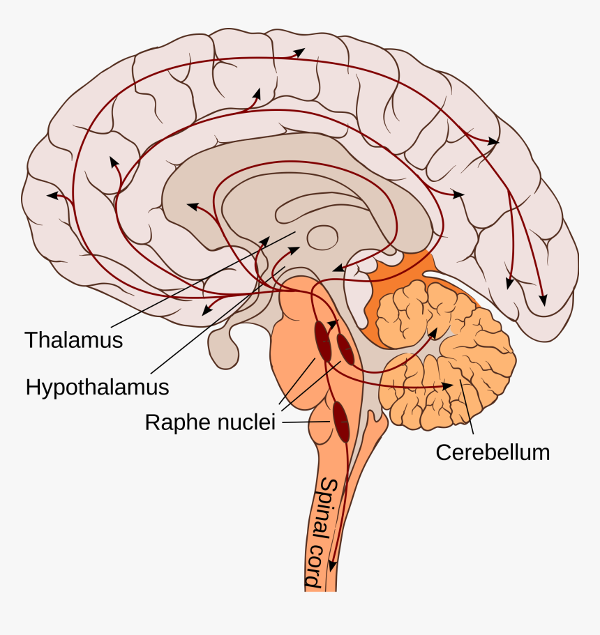Medulla Oblongata, HD Png Download