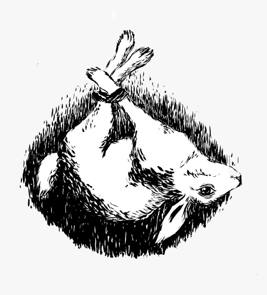 Shawn Ferreyra Transparent - Sketch, HD Png Download