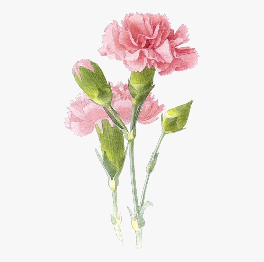 Picture - Carnation Flower Painting, HD Png Download