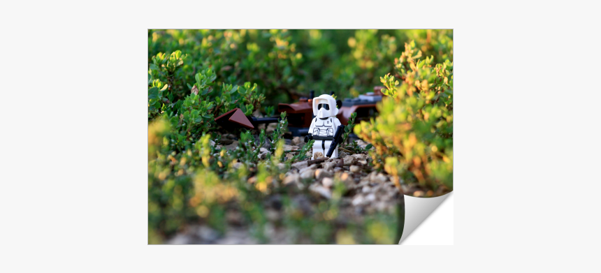 Grass, HD Png Download