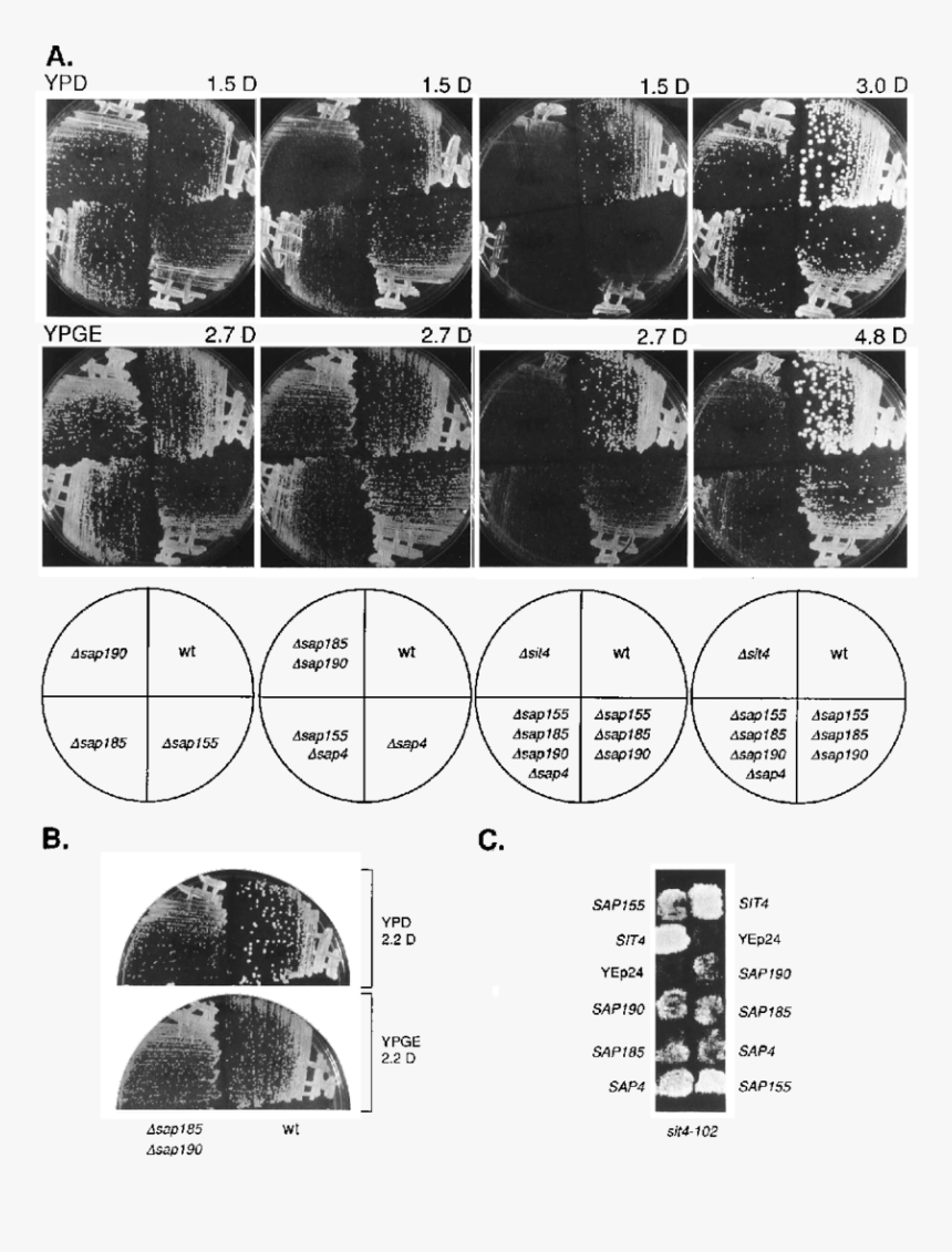 Monochrome, HD Png Download