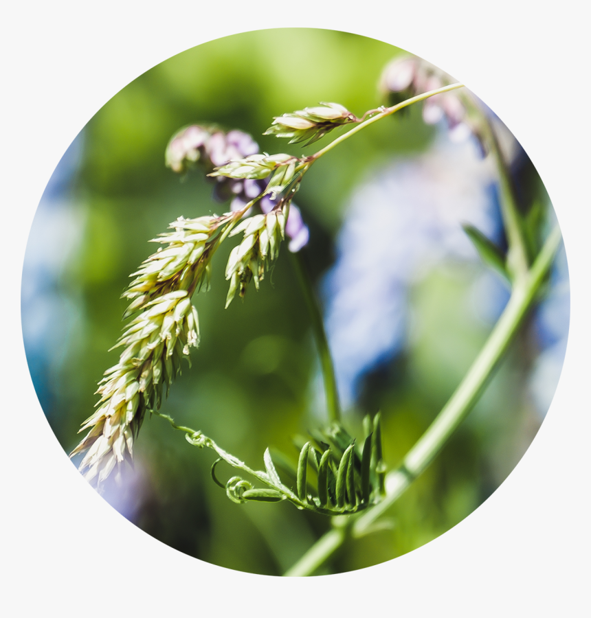 Soft Meadow Grass - Close-up, HD Png Download