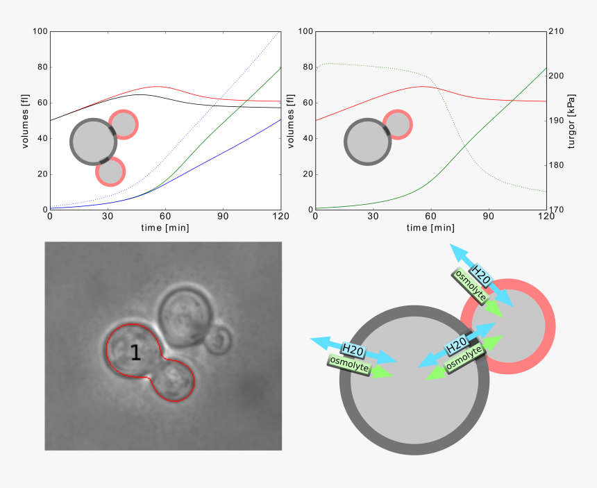 Svg Freeuse Yeast Cell Modeling The - Circle, HD Png Download