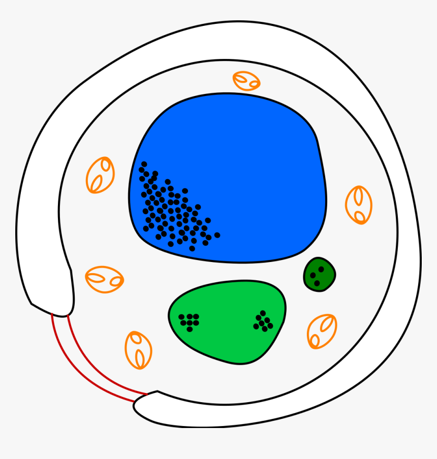 Fungi Cell Not Labelled, HD Png Download