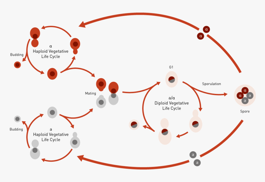 What Is Yeast Yeast Life Cycle, HD Png Download