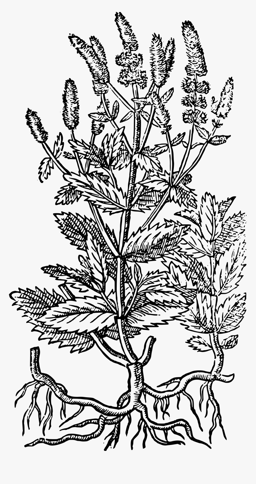 Vintage Engraving Trees Png, Transparent Png