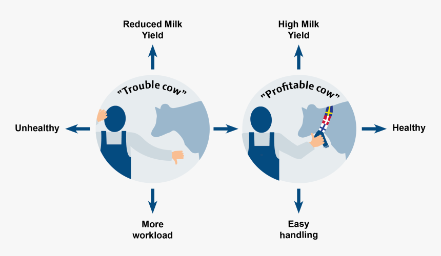 Cattle Milk Production Diagram, HD Png Download