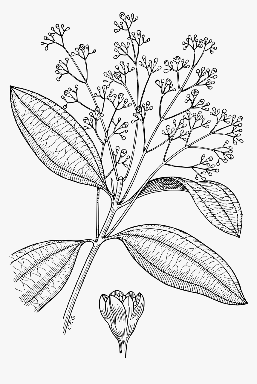 Line Art, HD Png Download