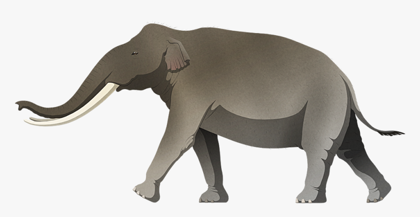 Indian Elephant, HD Png Download