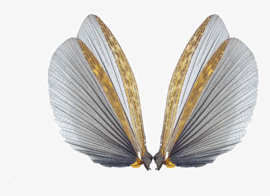 Insect Wings, HD Png Download