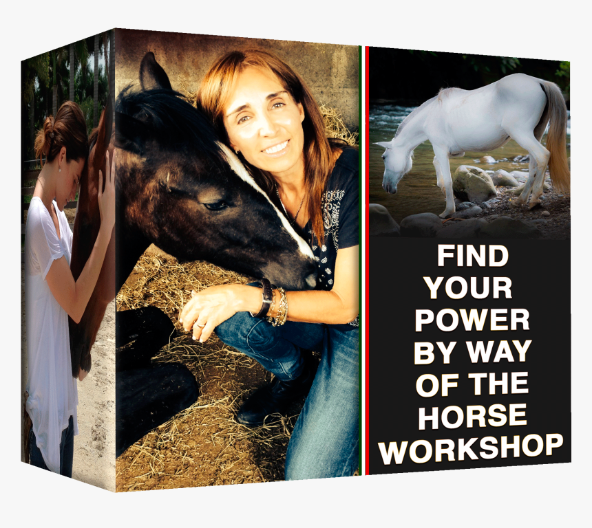 Stallion, HD Png Download