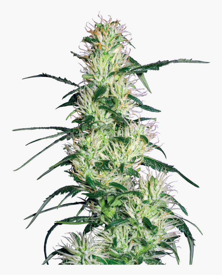 Purple Haze, HD Png Download