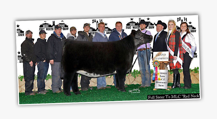 Shorthorn Plus Champions 2018 Fort Worth, HD Png Download