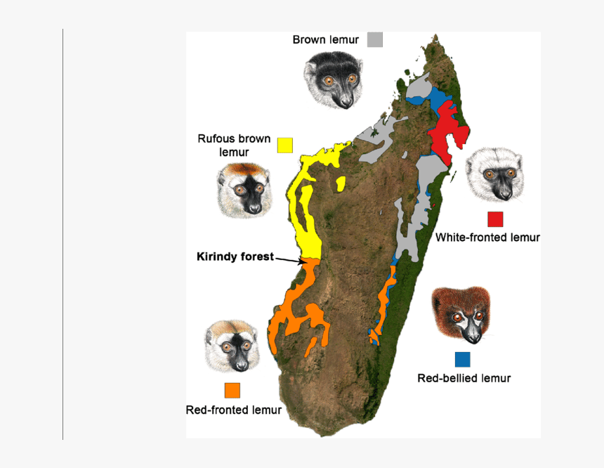 Map Of Madagascar Showing The Distribution Of Eulemur - Bengal Tiger, HD Png Download