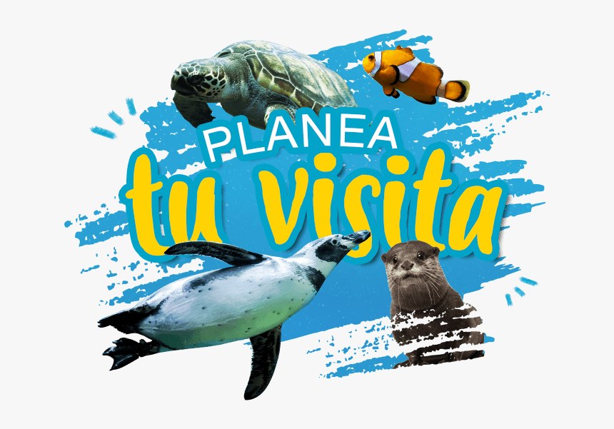 Emperor Penguin, HD Png Download