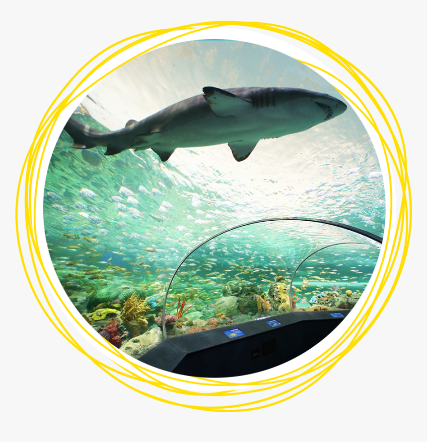 Ripley's Aquarium Toronto Sharks, HD Png Download