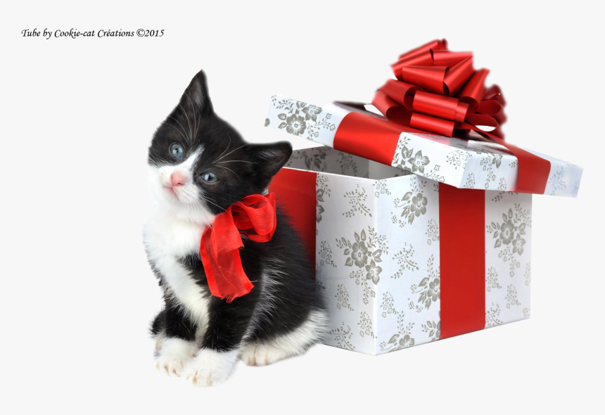 Cookie Cat Créations - Happy Christmas Cute Kittens, HD Png Download