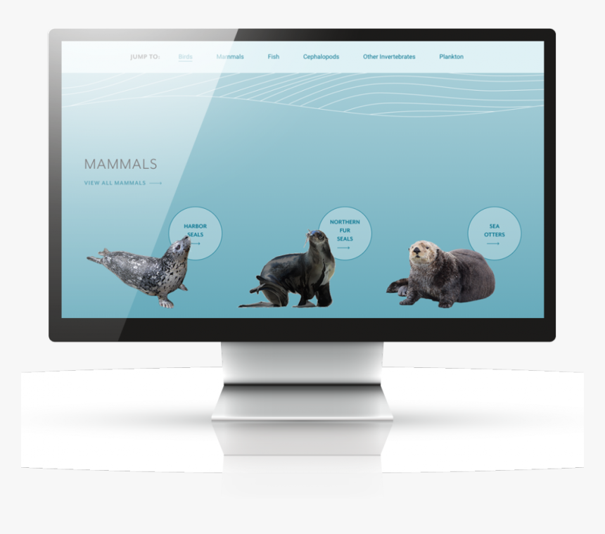 Sea Otter, HD Png Download