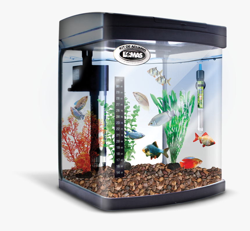 Aquarium, HD Png Download