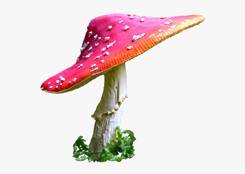 Alice In Wonderland Mushroom Png Clip Art Royalty Free - Alice In Wonderland Mushroom Png, Transparent Png