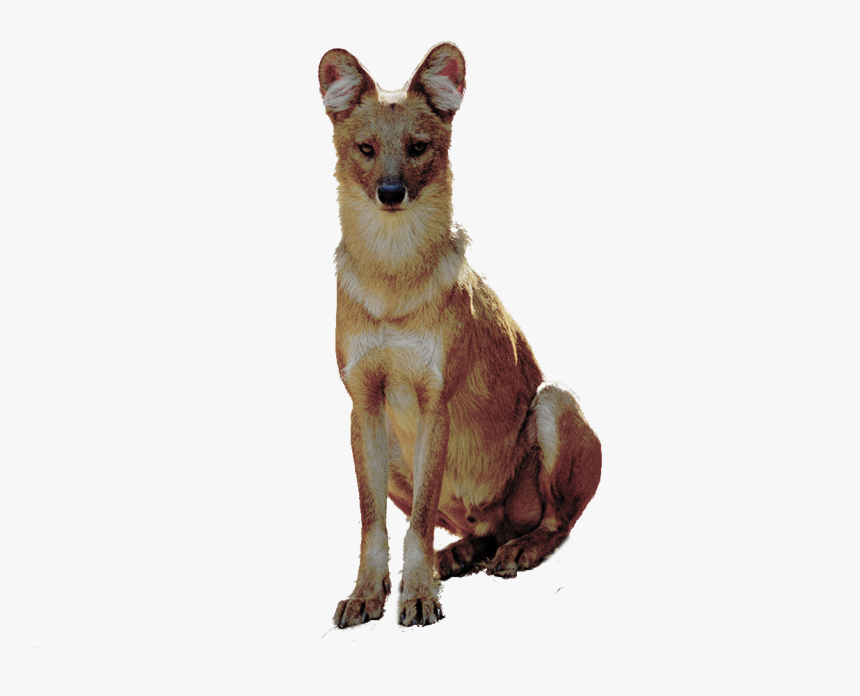 Companion Dog, HD Png Download
