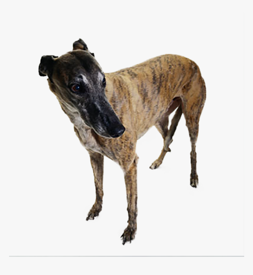 Magyar Agár, HD Png Download