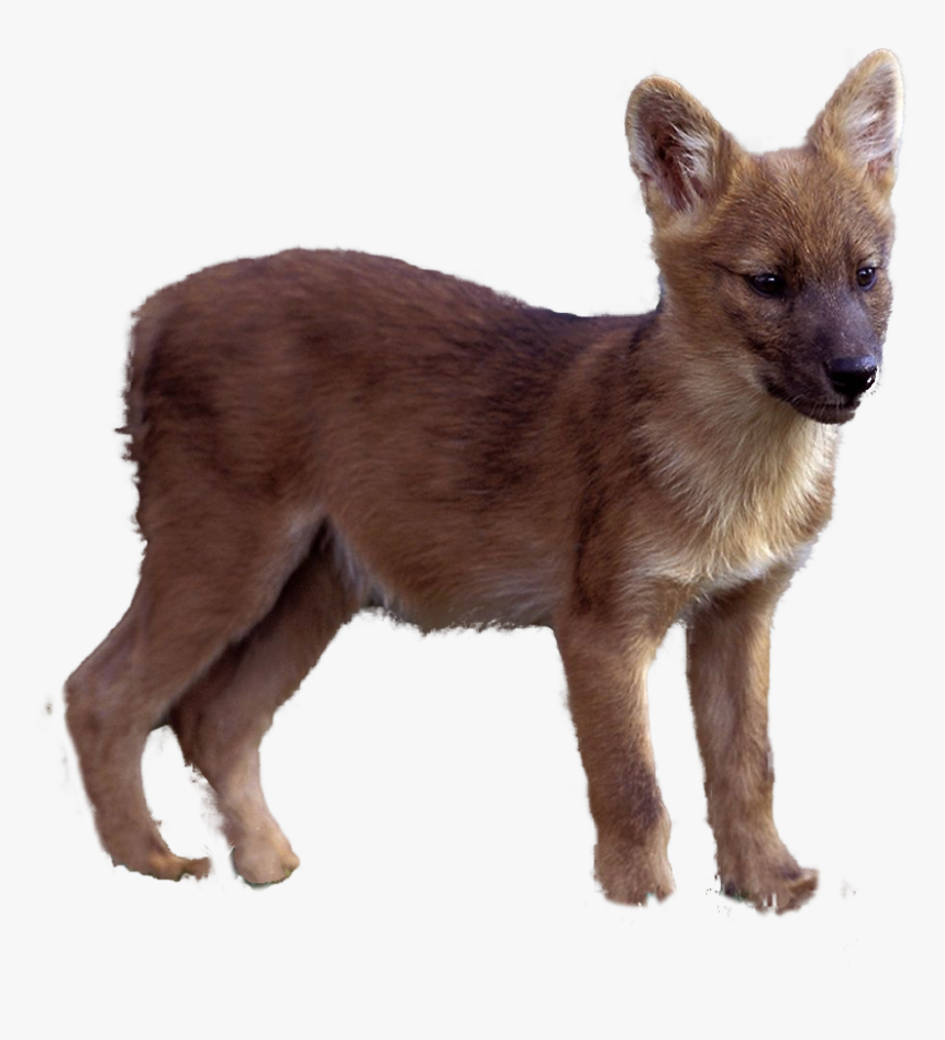 Red Fox, HD Png Download