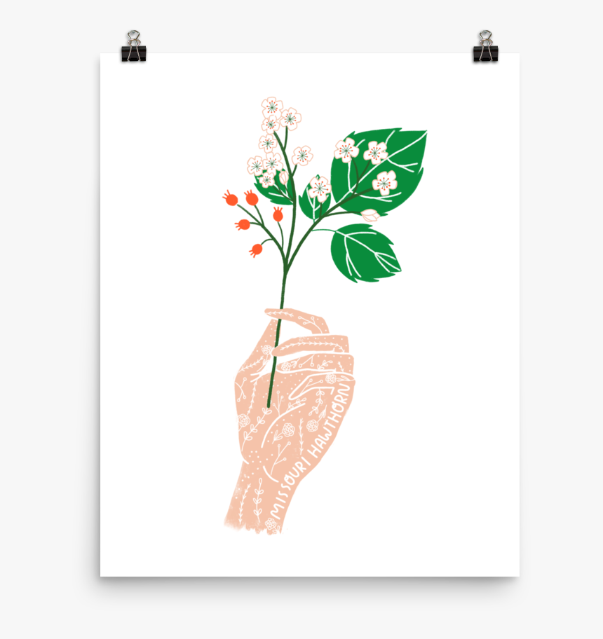 Missouri State Flower, HD Png Download