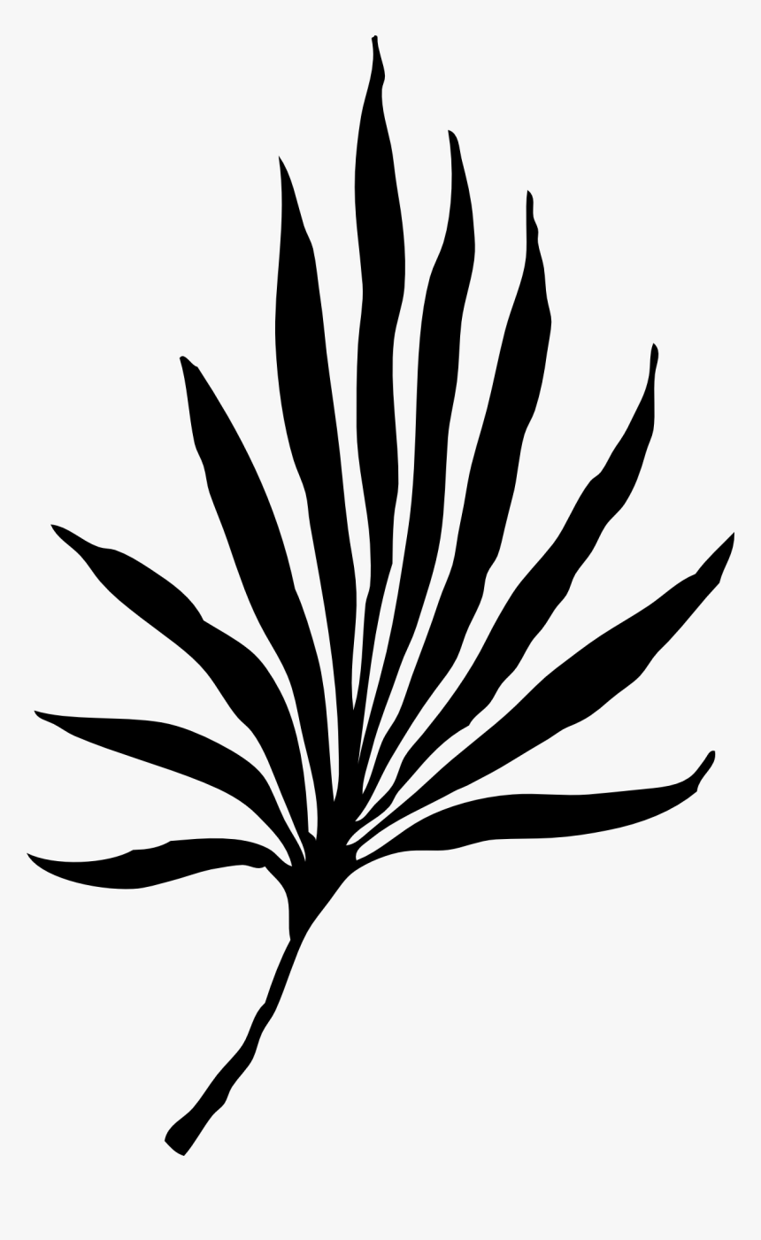 Palm Vector Graphics - Palm Frond Clip Art, HD Png Download
