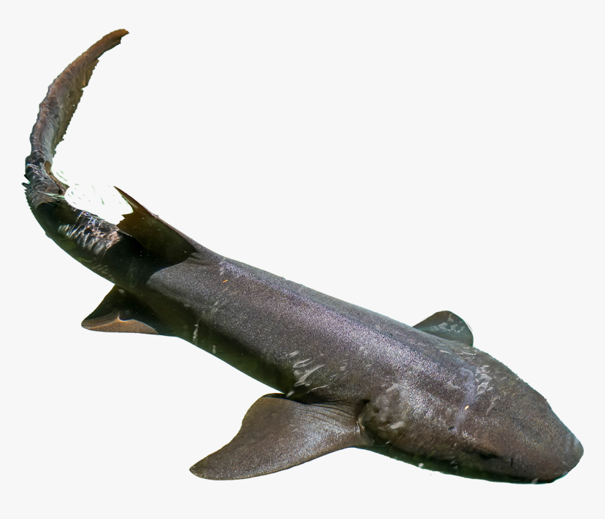 Great White Shark, HD Png Download