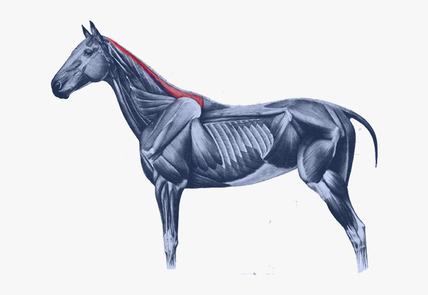 Equine Anatomy Horses Muscular System Of The Horse Rectus Capitis Lateralis Horse, HD Png Equine Anatomy Horses Muscular System Of The Horse Rectus Capitis Lateralis Horse, HD Png